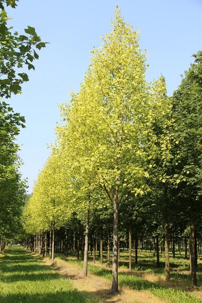 Ліріодендрон Ауреамаргіната, дерево з пірамідальною формою і яскравим листям.